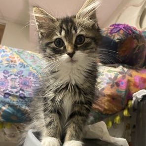 I am a sweet puffy-haired girl who is super playful and fun I love to get my zoomies out with