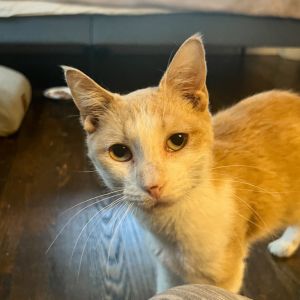 I am a very mild mannered sweet boy who loves to get petted on my head and chest mostly and
