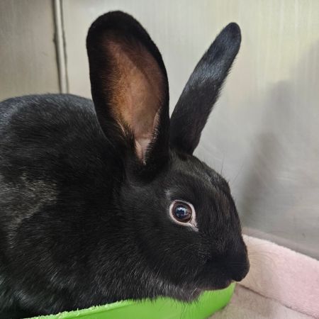 Rabbit