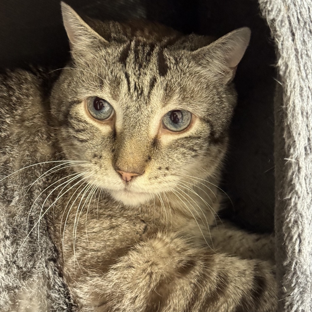 Houdini-IN FOSTER
