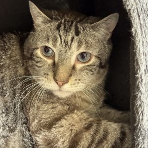 Houdini - IN FOSTER, Adult Male unknown