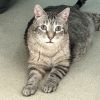 Houdini-IN FOSTER photo 1
