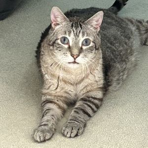 Houdini-IN FOSTER, Adult Male unknown