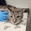 Houdini-IN FOSTER photo 2