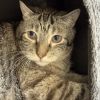 Houdini-IN FOSTER photo 3