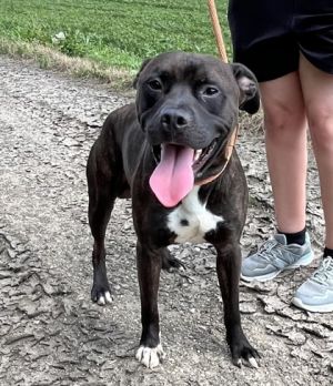 Rio, Adult Male Mixed Breed