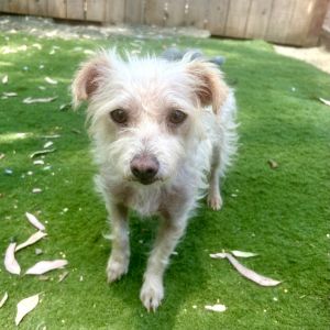 Hazel, Baby Female Terrier