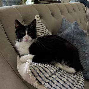 Georgia, Young Female Domestic Short Hair