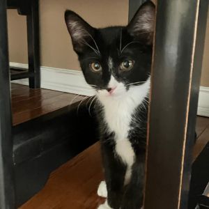 Vaughn, Baby Male Domestic Short Hair
