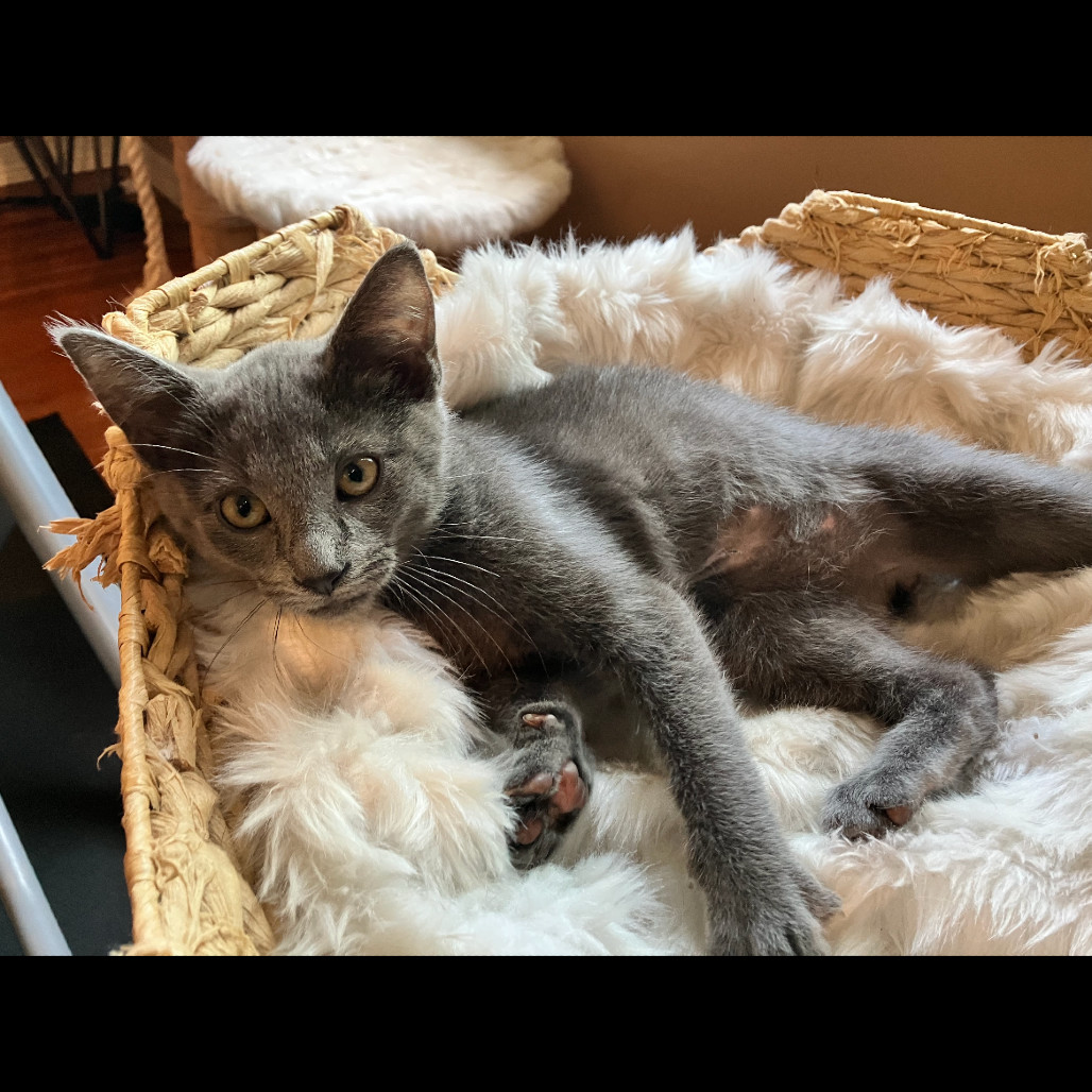Mercury