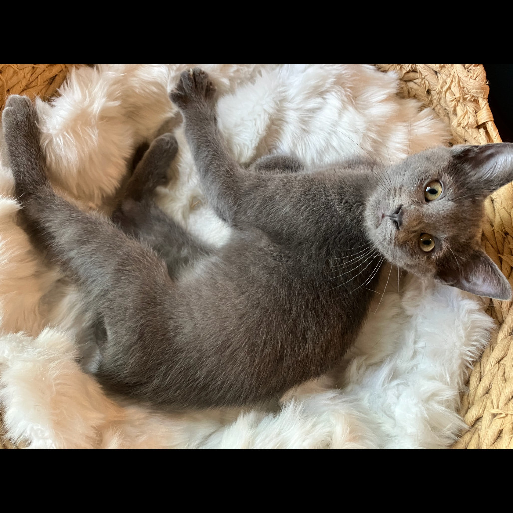 Mercury