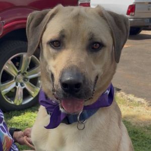 Curley, Adult Male Labrador Retriever