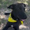 Pepper photo 2