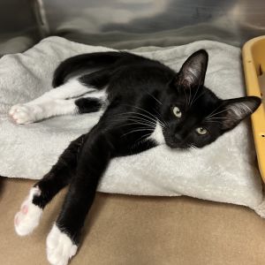 Bonsoir mes amis Meet Edgar - a dashing tuxedo-clad gentleman overflowing with boundless energy an