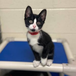 Hear ye hear ye - a new king has arrived At just 10 weeks old Arthur may be small in