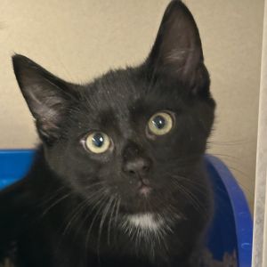 This little cutie is going to make a wonderful best friend and companion If this animal is located 