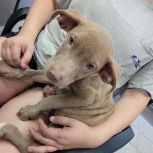 06/30/2025-Stray-RiverRoad-1, Baby Male Mixed Breed