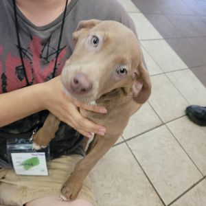 06/30/2025-Stray-RiverRoad-2, Baby Female Mixed Breed