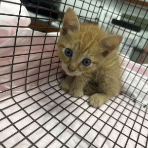 06/26/2025-Stray-MarinoStreet-2, Baby Male Domestic Short Hair