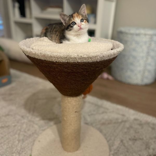 Martini (cocktails)