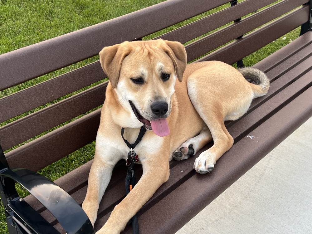 Pup Huck