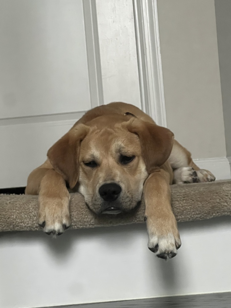 Pup Huck