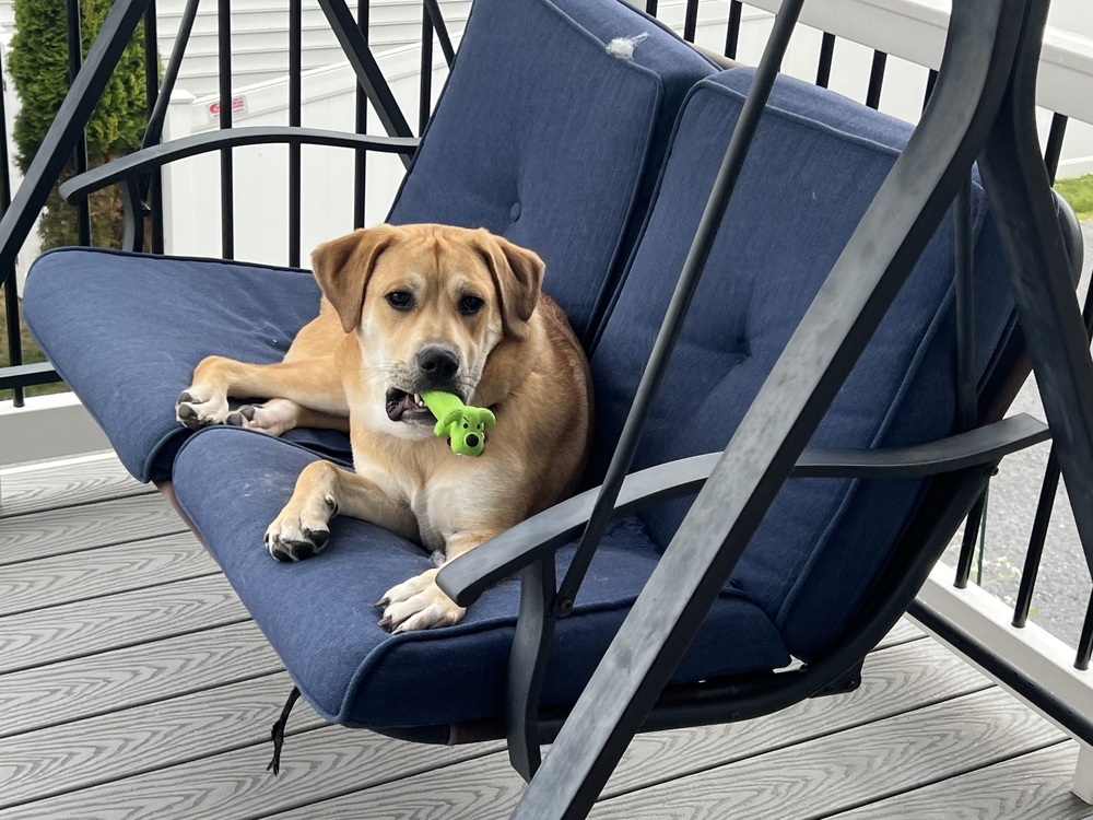 Pup Huck