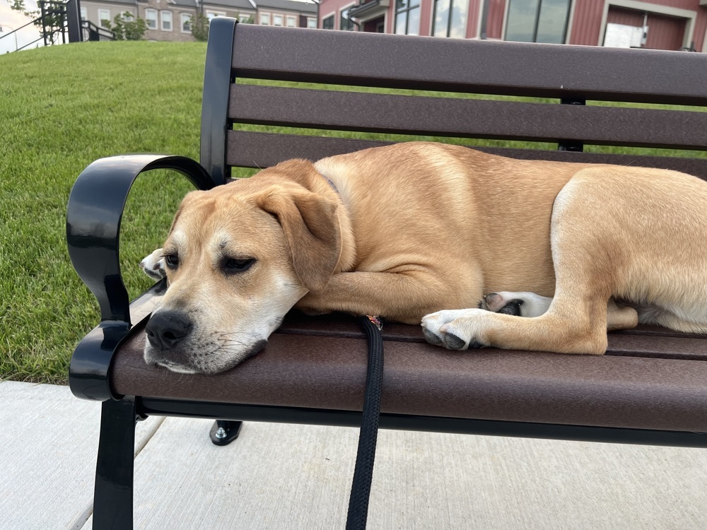 Pup Huck