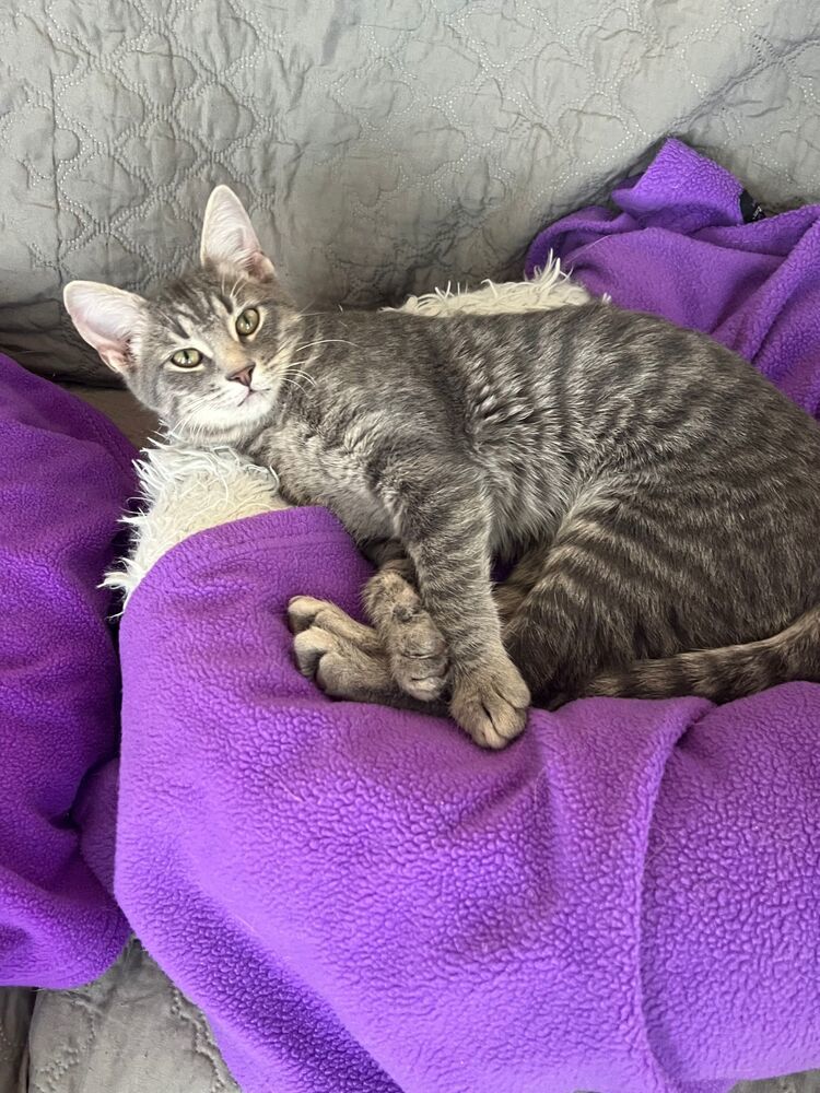 Danny, an adoptable Domestic Short Hair in McPherson, KS, 67460 | Photo Image 1