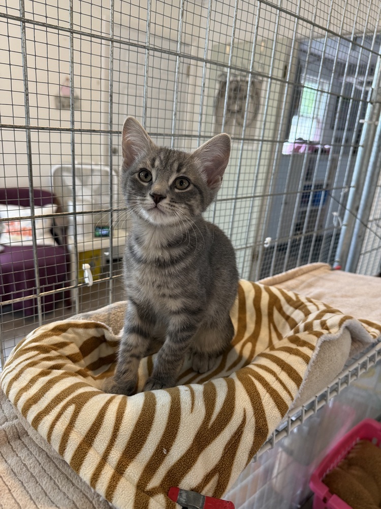 Danny, an adoptable Domestic Short Hair in McPherson, KS, 67460 | Photo Image 2