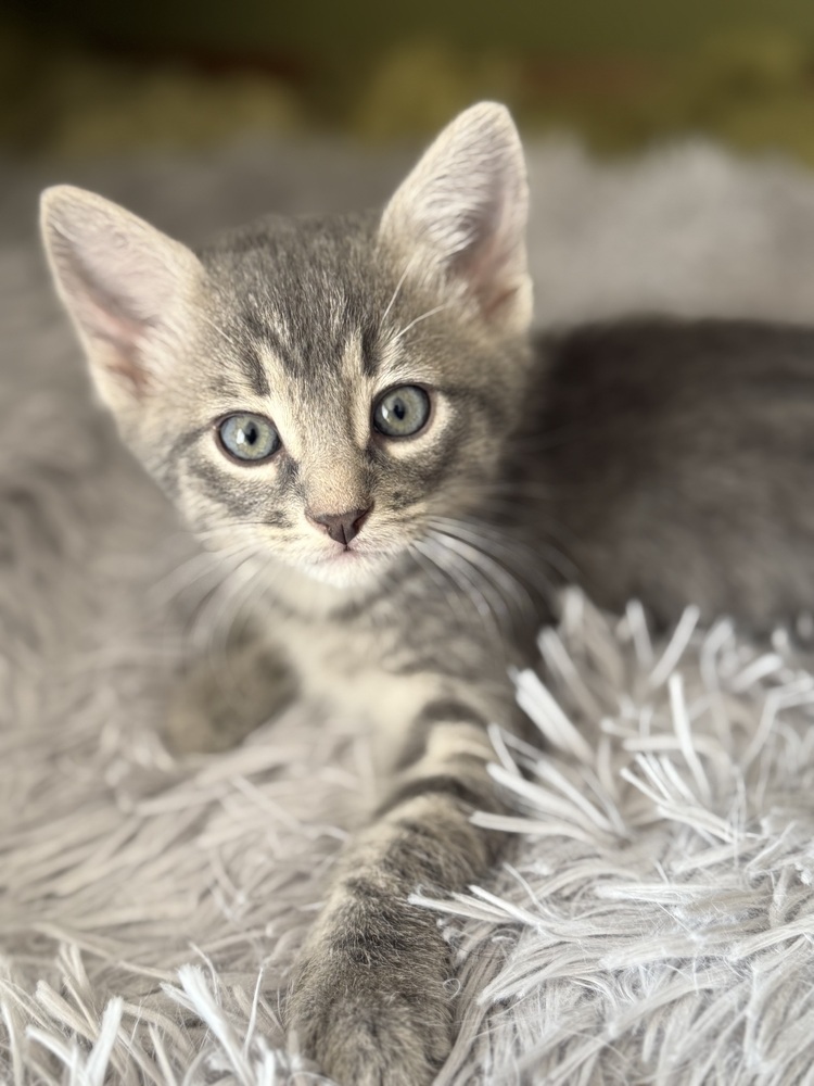 Danny, an adoptable Domestic Short Hair in McPherson, KS, 67460 | Photo Image 3