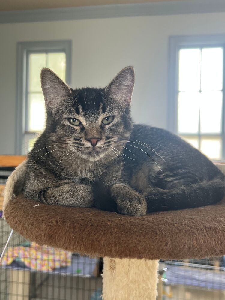 Kenickie, an adoptable Domestic Short Hair in McPherson, KS, 67460 | Photo Image 1