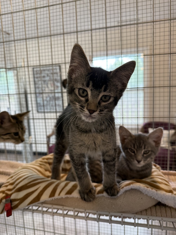 Kenickie, an adoptable Domestic Short Hair in McPherson, KS, 67460 | Photo Image 2