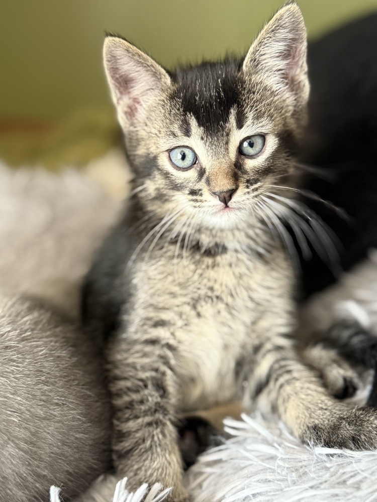 Kenickie, an adoptable Domestic Short Hair in McPherson, KS, 67460 | Photo Image 3