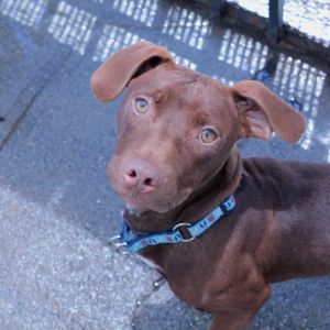 Chuck Mixed Breed Dog