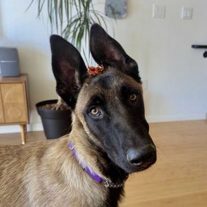 Meet Ziggy a 63 pound malinois mix This lovable boy is very confident and does well with dogs and 