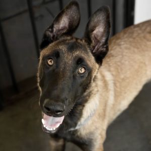 Meet Ziggy a 63 pound malinois mix This lovable boy is very confident and does well with dogs and 