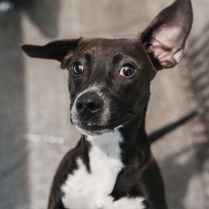 This adorable 10-month-old pup is ready to find a forever home Weighing in at about 20 pounds he m