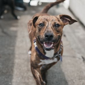 This adorable 10-month-old pup is ready to find a forever home Weighing in at about 20 pounds he m