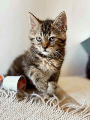 Coffee, Baby Male Domestic Medium Hair
