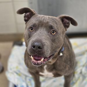 Chance, Adult Male Mixed Breed