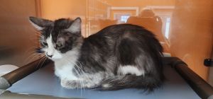 Contessa Deworm, Adult Female Domestic Short Hair