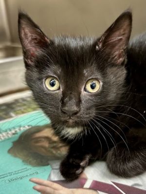 Baby Knievel, Baby Female Domestic Short Hair