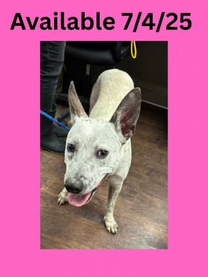 Dog Kennel #9, Adult Female Australian Cattle Dog / Blue Heeler