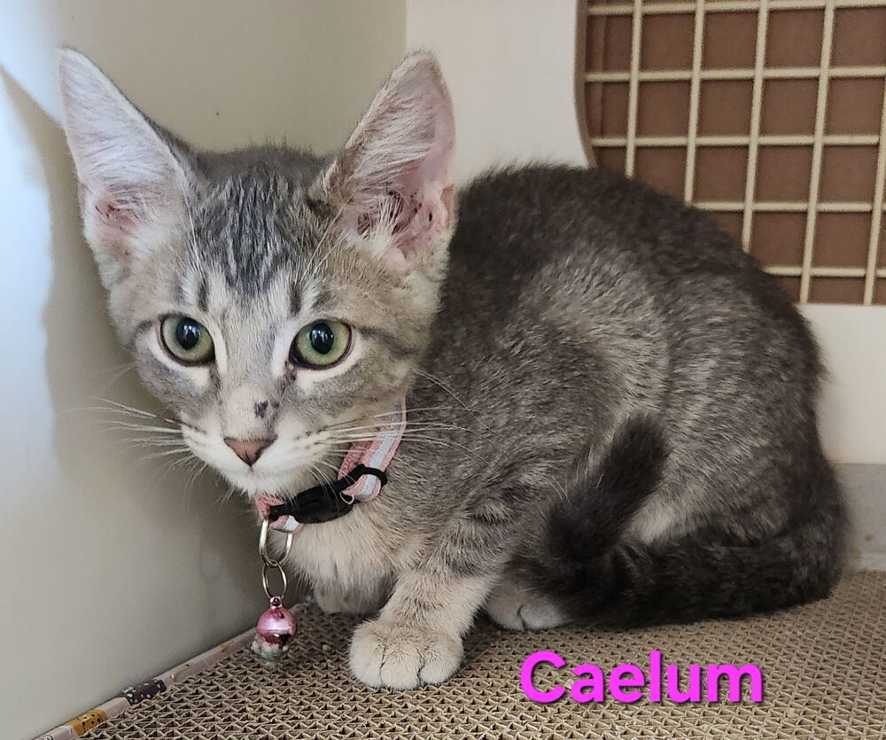 Caelum Ortiz 3319
