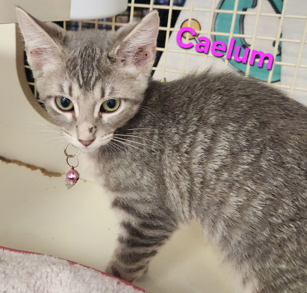 Caelum Ortiz 3319