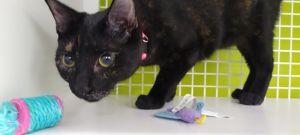 Tangina 5787, Adult Female Domestic Short Hair