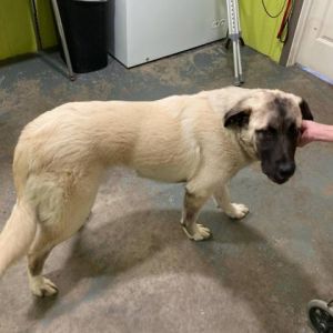 Kanga Roo, Young Female Mixed Breed