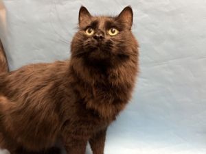 Cole, Adult Male Domestic Long Hair