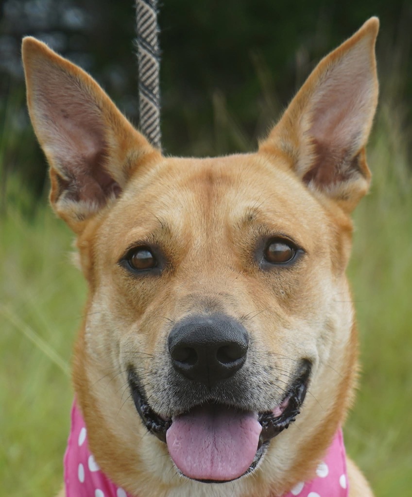 Cora